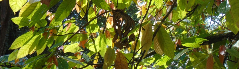 Picture of a cacao (cocoa) tree taken in Chiapas Mexico